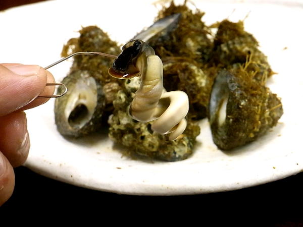 びな貝 二ナ の調理法とは？ そのまま塩茹でして食べるが一番ですが！美味しい料理で笑顔の食事を応援している独楽です