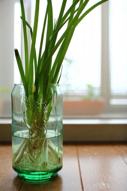 買ったネギを倍に増やそう! 再生野菜「ネギ」の育て方 キッチン菜園 2東京ガス ウチコト