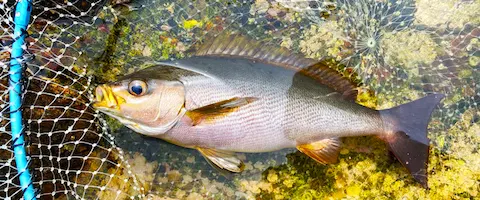 イサキは出世魚ではない！？イサキの呼び方や釣り方などを徹底解説釣りラボマガジン