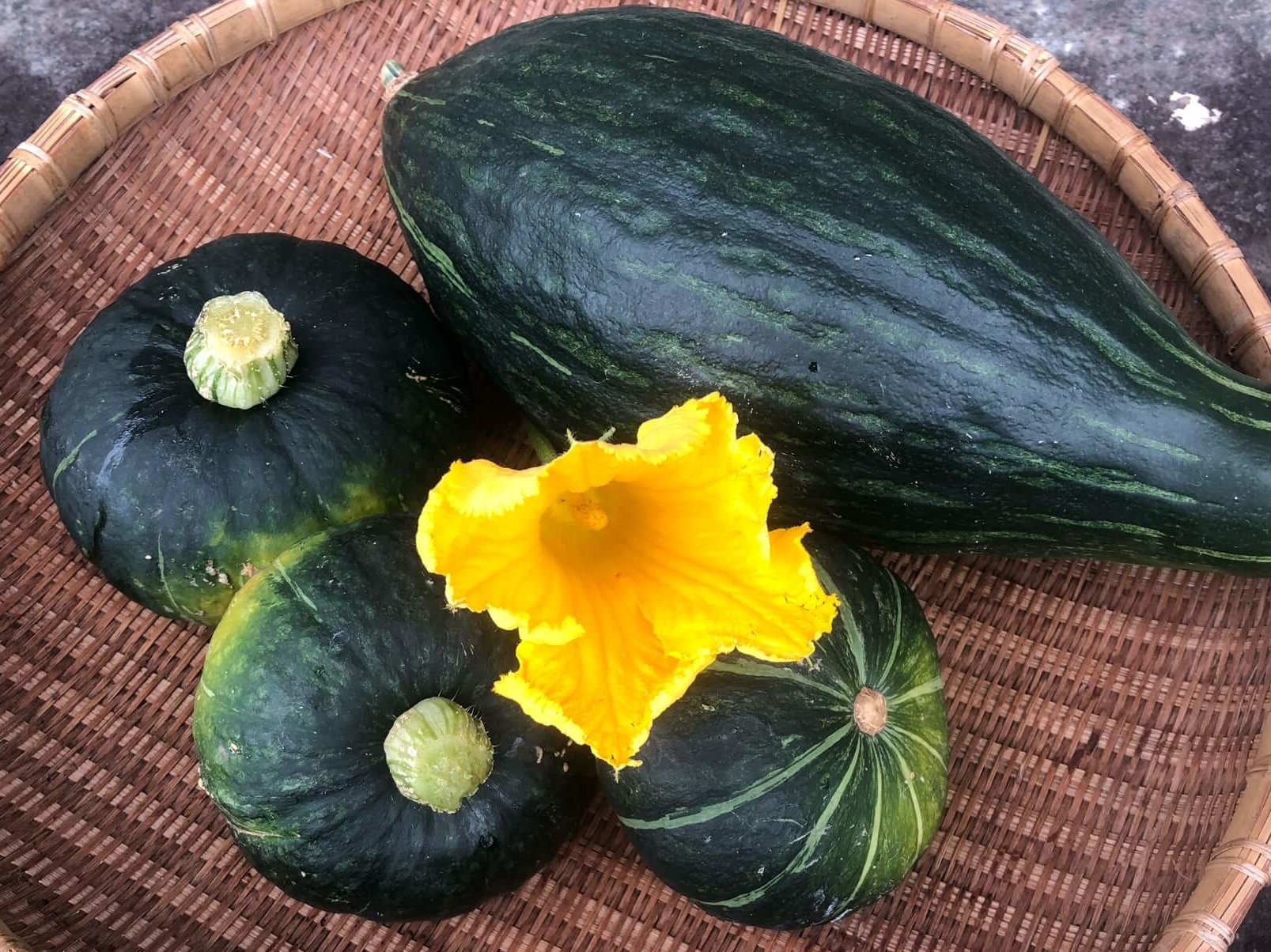 カボチャイラスト家庭菜園調べるタキイ種苗株式会社