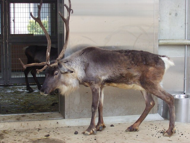 ラピ クチコミ・アクセス・営業時間ヘルシンキ フォートラベル