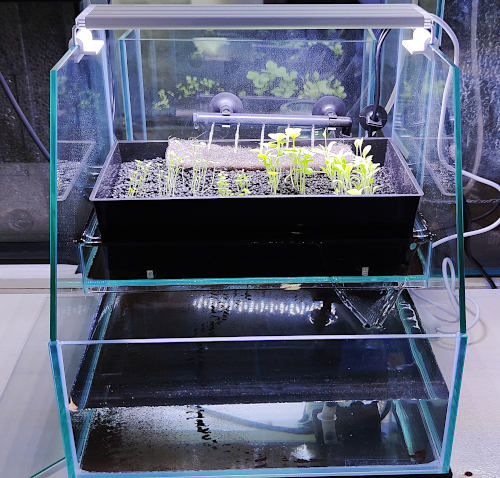 魚の水槽と水耕栽培が合体 無農薬野菜が育つ「アクアポニックス」とは