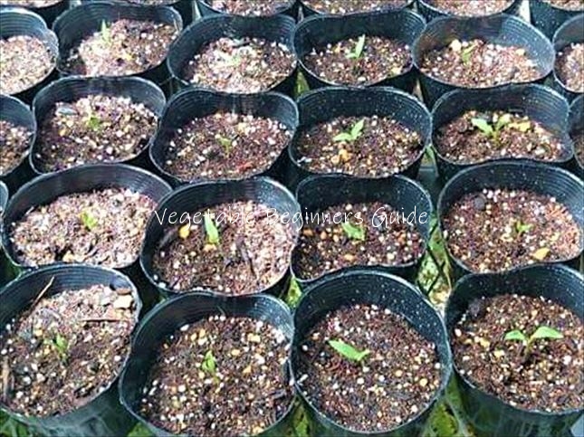 スイスチャード フダンソウ の水やり頻度や時間帯は？野菜の育て方・栽培方法