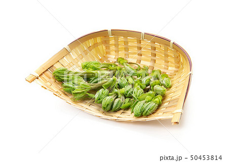 白木の芽の新着記事アメーバブログ アメブロ