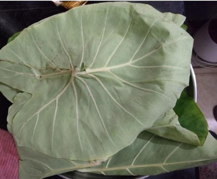 サトイモ植物写真鑑