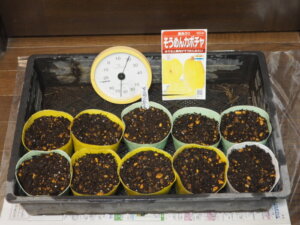 カボチャ 金糸瓜 そうめん南瓜固定種野菜・草花の種苗の通販は 太田種苗おおたねっと へ