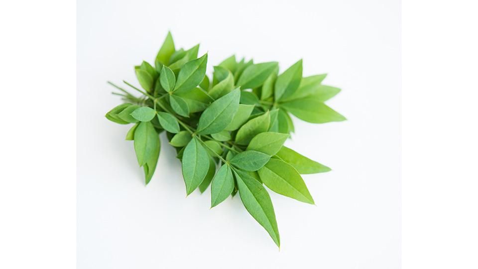 メール便 期間限定⭐️ 新鮮南天 なんてん の葉 料理の飾りに🎍：和歌山県産の野菜食べチョク産地直送 産直 お取り寄せ通販 -農家・漁師から旬の食材を直送