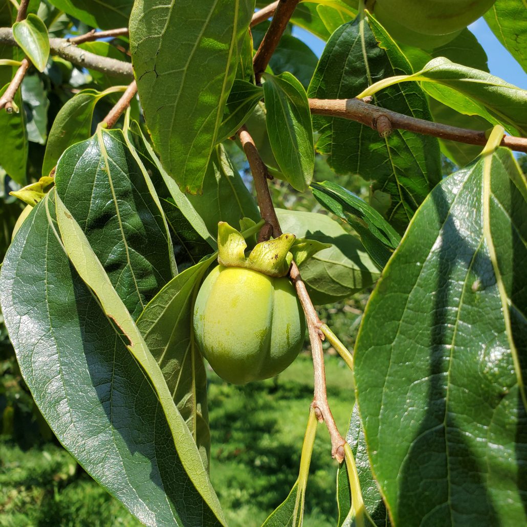 干し柿の冷凍保存&解凍