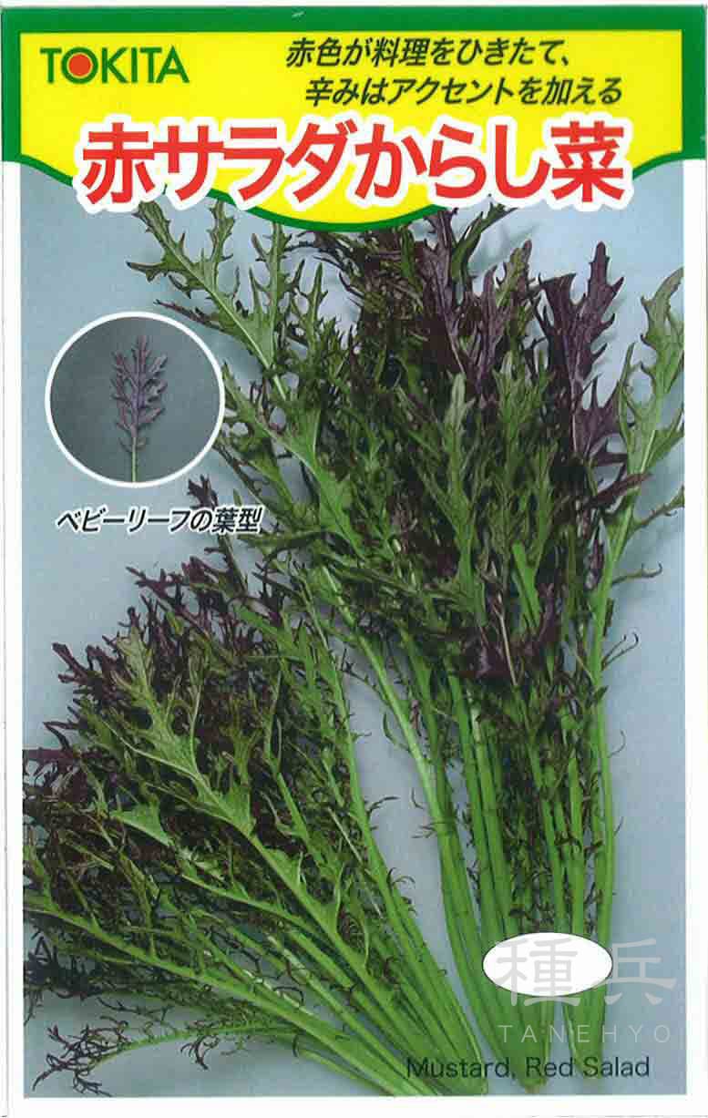 コーラルリーフ<カラシナ からし菜の品種:旬の野菜百科