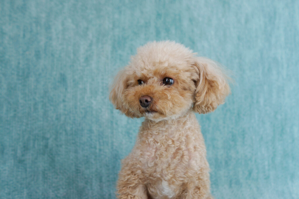 ペールアプリコットFFE0BF の色見本と配色事例、合う色色探 求人