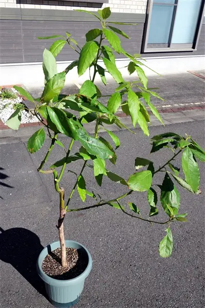食べた後の種を育ててみよう!“アボカドの水耕栽培”