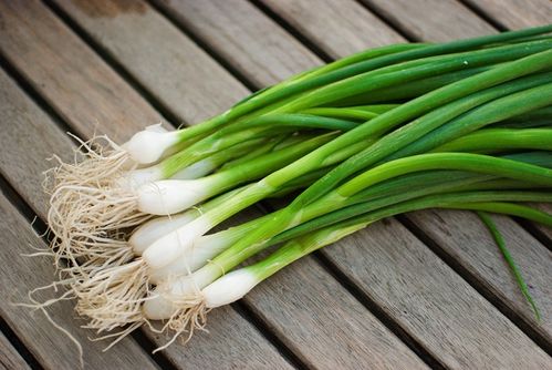 ネギの種類太い・細いなど特徴の違いや有名な品種は？HORTI by GreenSnap