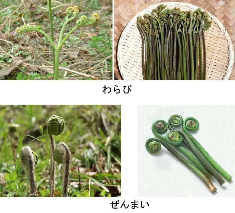 冷蔵 ぜんまいナムル 150ｇ ビビンバやキムチと共にどうぞ : 黄さんの手作りキムチ高麗食品 - 通販 - Yahoo!ショッピング