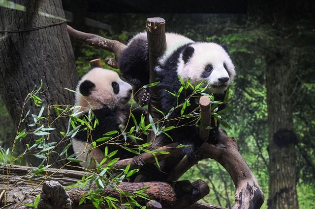 上野動物園など 新型コロナで年末年始は臨時休園 |