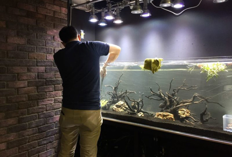 熱帯魚水槽で水耕栽培 収穫&調理hiroのノンビリ日記