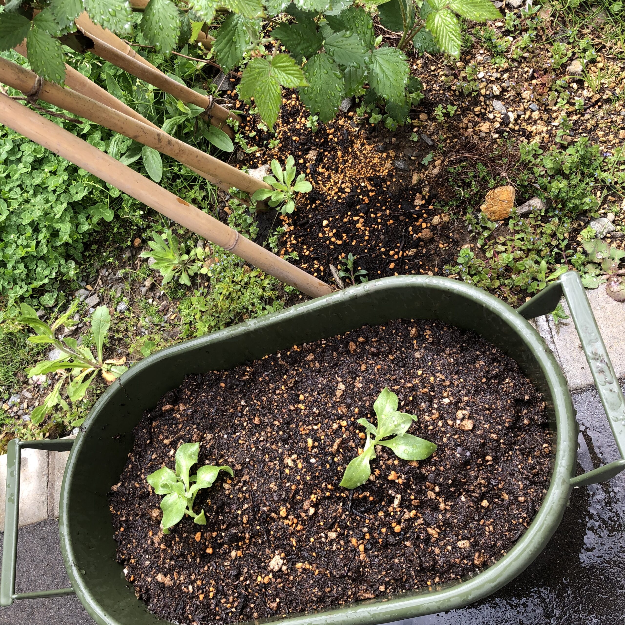 アイスプラントのプランターでの育て方・栽培方法