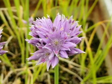 家庭菜園・ネギの育て方食卓に欠かせないネギの栽培方法や失敗しないコツをご紹介植物とあなたをつなぐPlantia