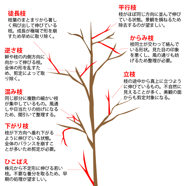 自宅の鉢植えでシャインマスカット栽培：２年目春！ – ノウタス