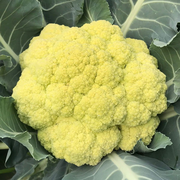 季節野菜の花を楽しんでみませんか？ハイビスカスのようなこの野菜の花は？ 季節・暮らしの話題 2018年07月10日- 日本気象協会 tenki.jp