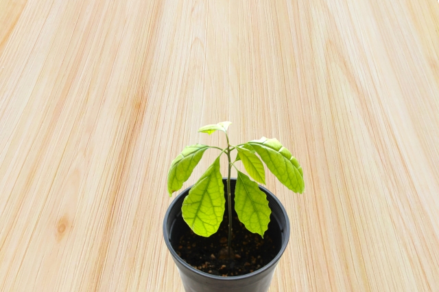 アボカドを曲げて、枝分かれを促進！ヒント！ : r gardening