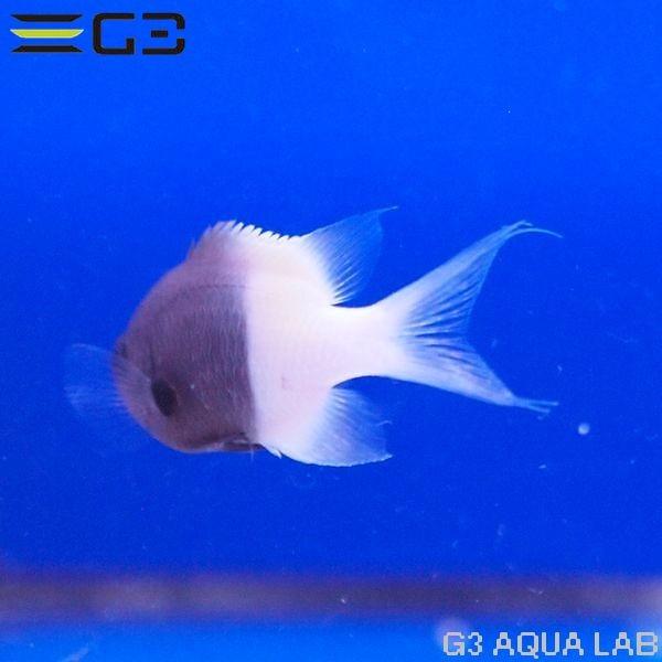 チョコレートディップクロミスSサイズ - REEF-TRIGGER