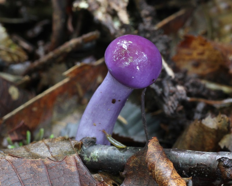 KINOKO LESSON-2 青・紫のフウセンタケとイッポンシメジ夢みるきのこ - 楽天ブログ