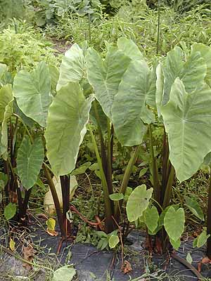 個別「「サトイモ 里芋 」の葉に、大きな水玉。 ２３．７．５ 」の写真、画像 - yatsugatake's fotolife