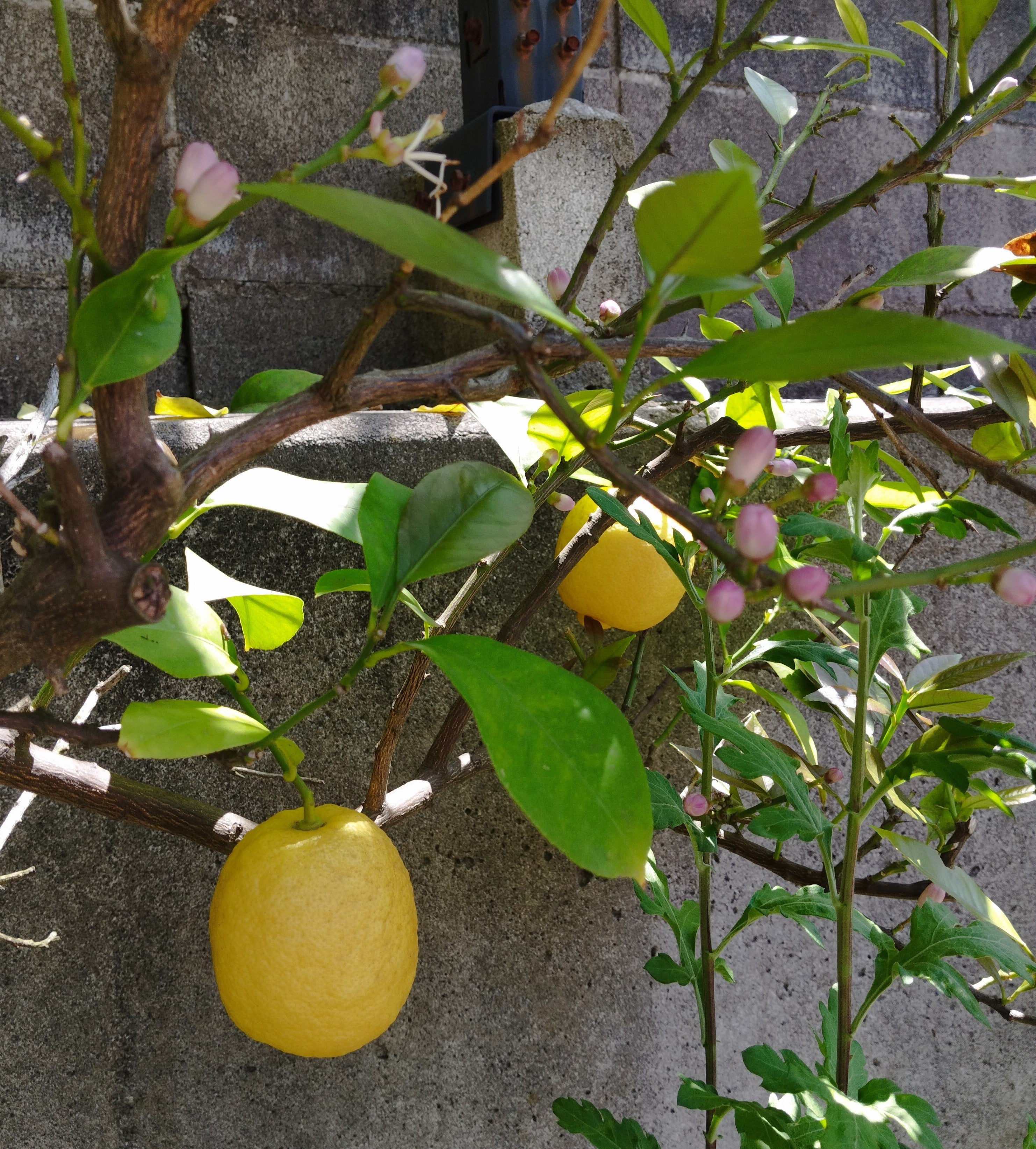 ほっと一息しませんか レモンのはちみつ漬けで季節のホットフルーツポンチ♪クインビーガーデン