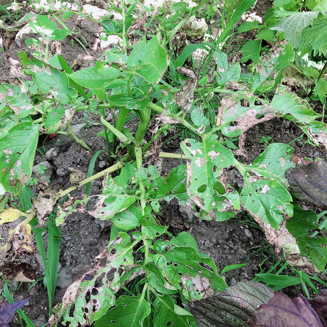 新ジャガイモ 草加病 虫食い有り 箱 4.5kg 日当たり 特大あり