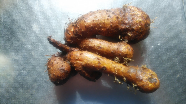 人気レシピ むかごごはん むかごの甘辛揚げ