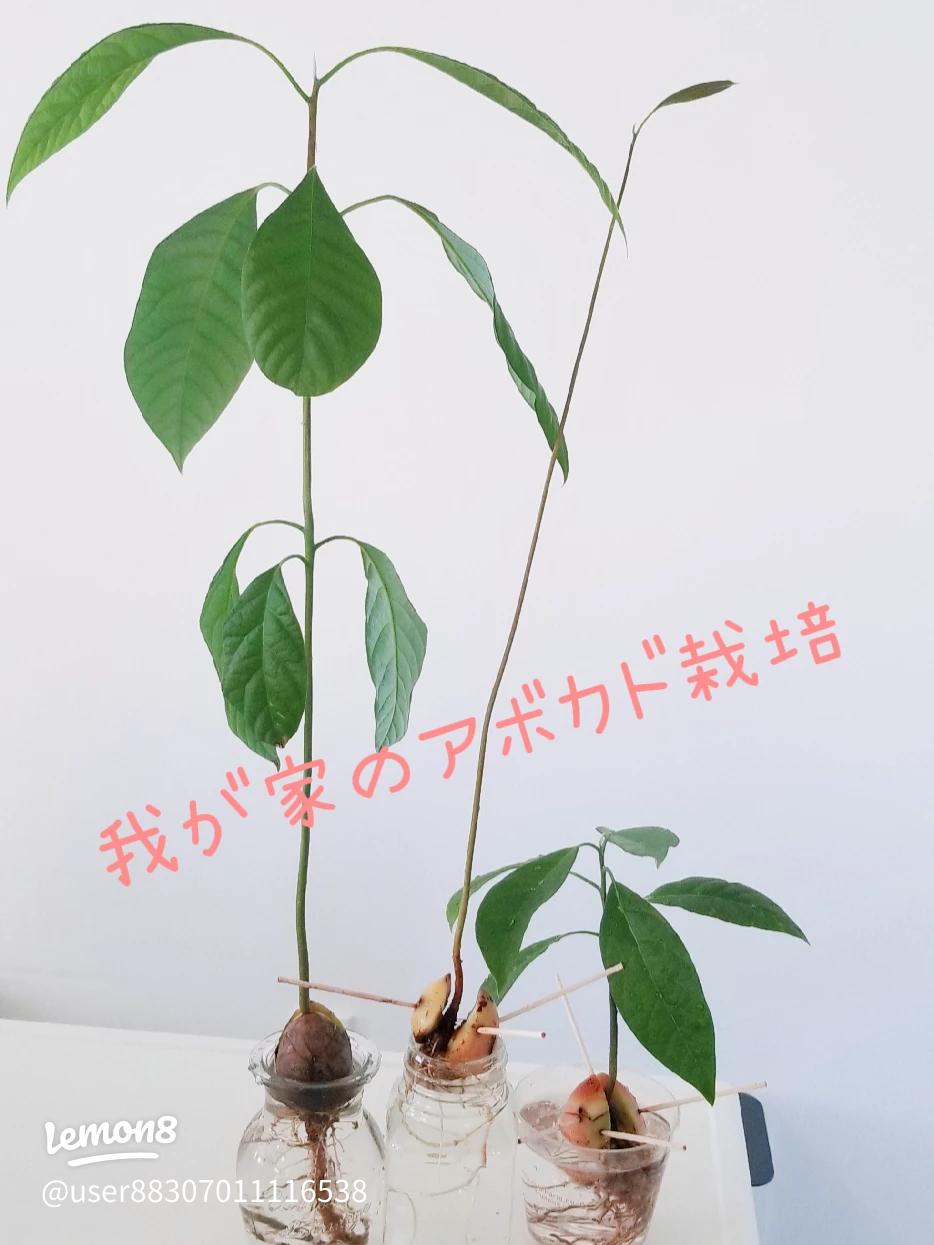自家製のアボカドを食べたいなら接ぎ木苗から栽培！ 絶対に実がなるアボカドの育て方マイナビ農業