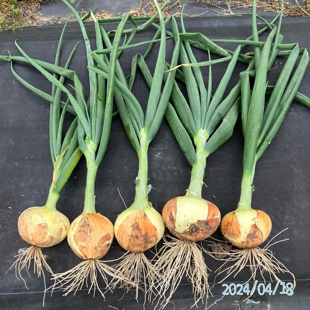 紫玉ねぎの収穫 - Ushidama Farm