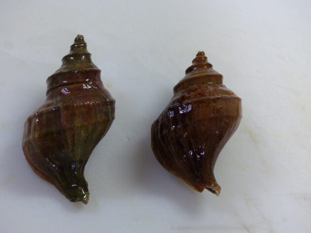 磯つぶ貝潮煮京都・先斗町の京料理・和食「魯ビン ろびん 」の公式ブログ