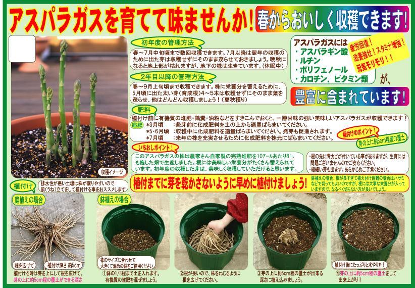 アスパラガスお手軽家庭菜園家庭菜園のススメJAさが 佐賀県農業協同組合
