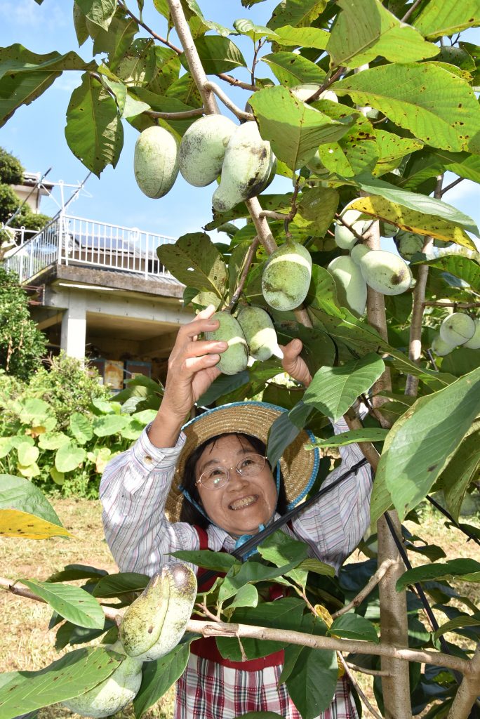 ポポーの育て方・栽培方法植物図鑑みんなの趣味の園芸 NHK出版