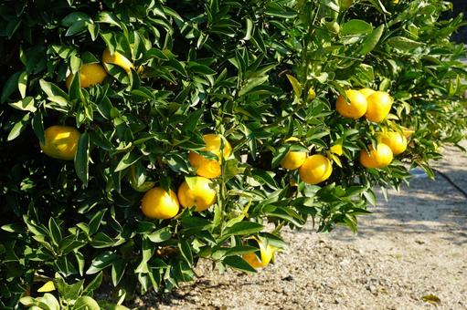 みかんの皮の秘密愛媛みかん 西宇和みかん