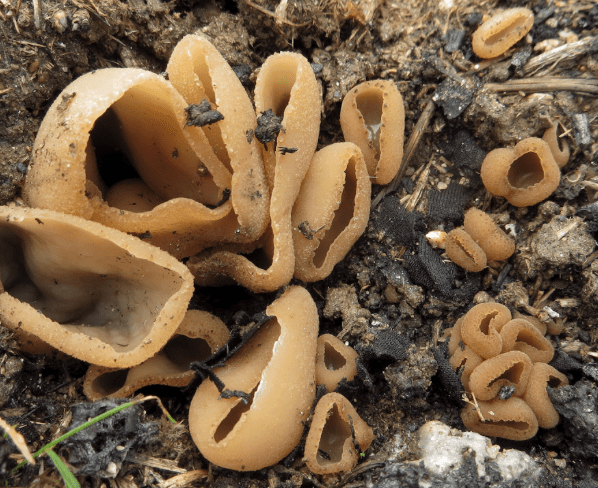 □Aleuria rhenanaキンチャワンタケ