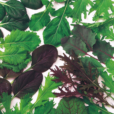 葉野菜・青菜類一覧旬の食材百科