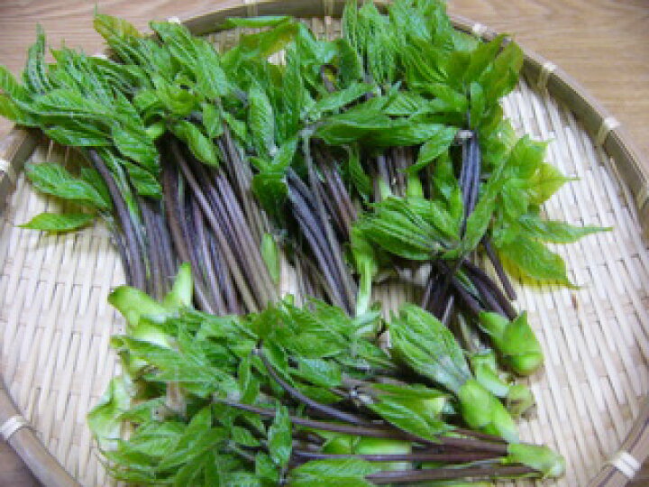 白木の芽とタラの芽と柿の木の芽旬の食材の天ぷら自由人の旅