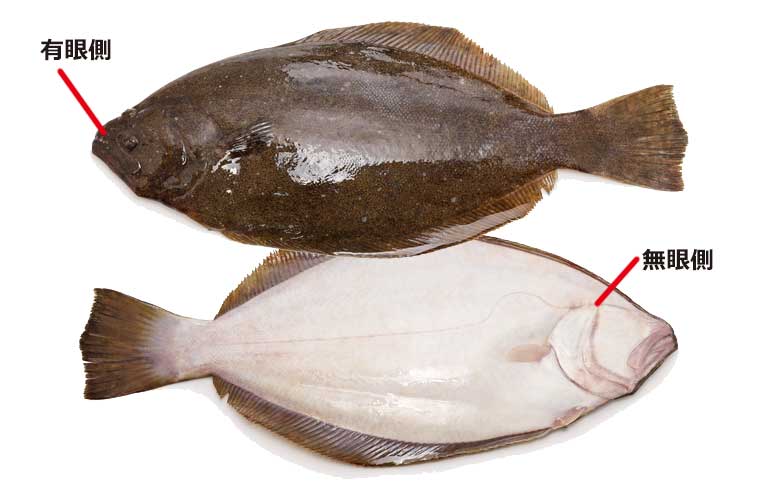 国産のエンガワ安心して食べられる！人気の美味しいえんがわの通販おすすめランキングベストオイシ