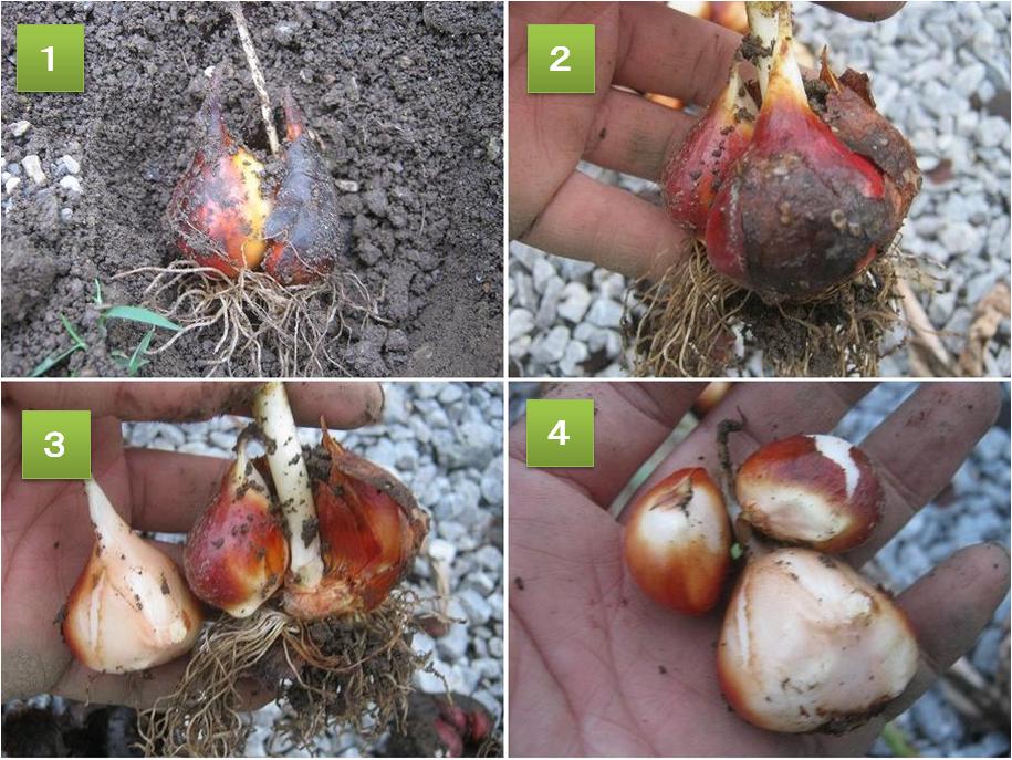 おっかなびっくりホーム玉ねぎ栽培そだレポ 栽培レポート byとまトマトんみんなの趣味の園芸