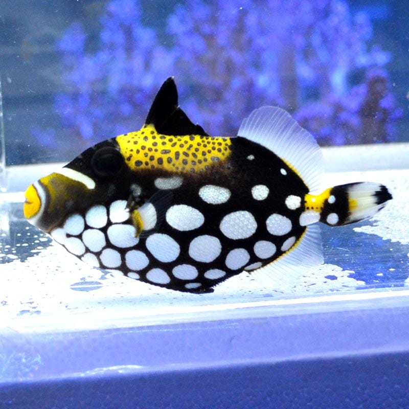 冬の海の珍客「アミモンガラ」トトコレ