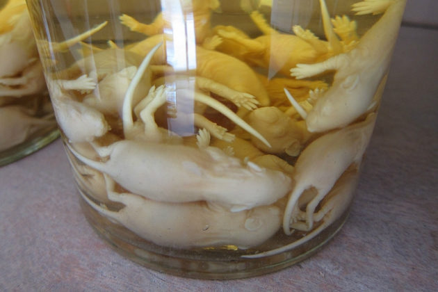 スウェーデンに「気持ち悪い食べ物博物館」、中国から最多、日本のアレも選ばれる―中国メディア