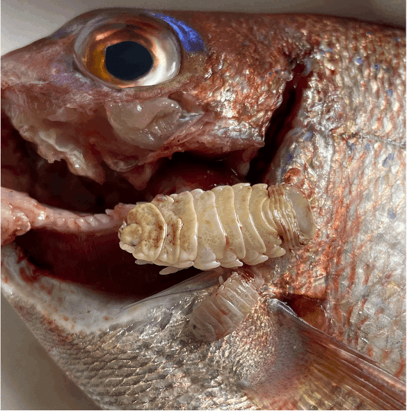 思わず「キモッ！」釣り人が遭遇しがちな寄生虫5選TSURI HACK 釣りハック