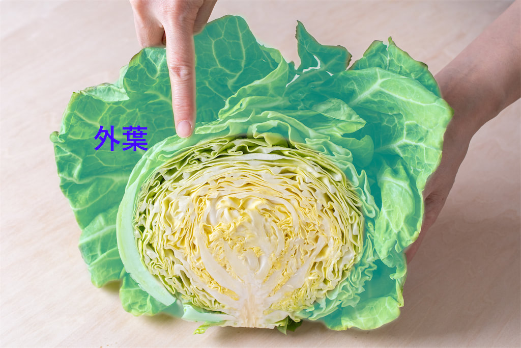 キャベツの葉が黄色くなる原因と対策 : Effective's Blog