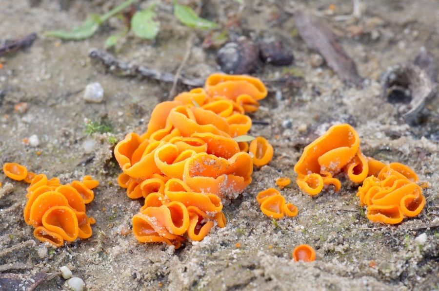 ツバキキンカクチャワンタケ - 図鑑.jp