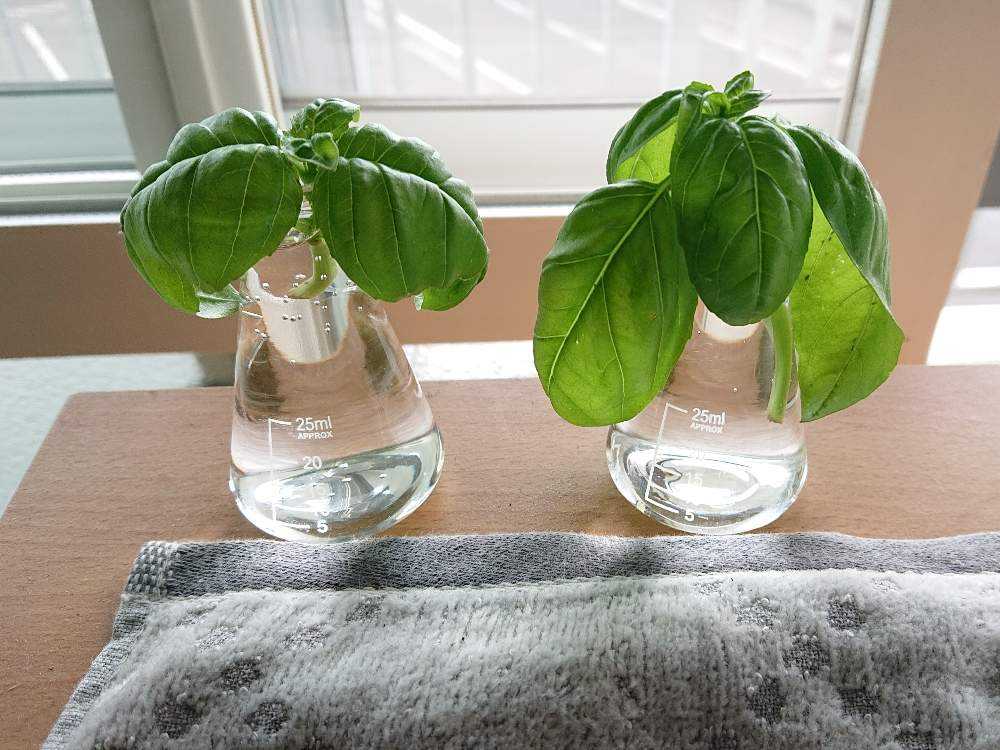やってみた！バジルを挿し木で増やせた方法LOVEGREEN ラブグリーン