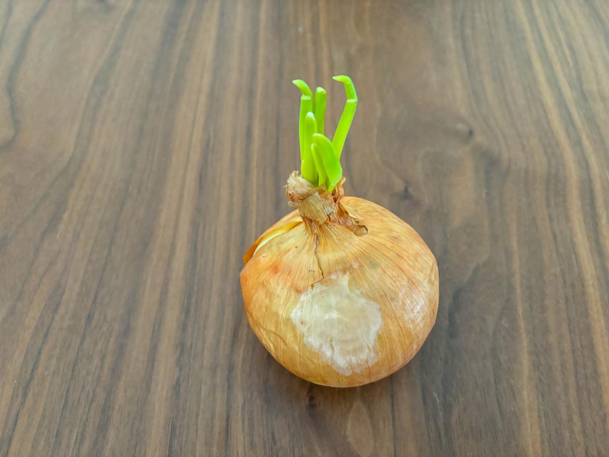 玉葱から芽が出てきたら 野菜たっぷりしゃぶしゃぶ