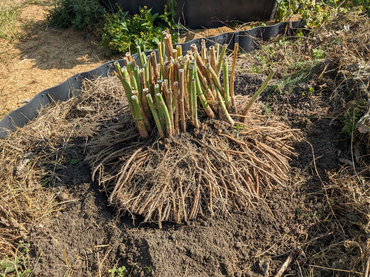 プランター栽培もOKです!アスパラガスを育ててみませんか!株式会社ガーデンプラザ・ナガバ 公式ホームページ