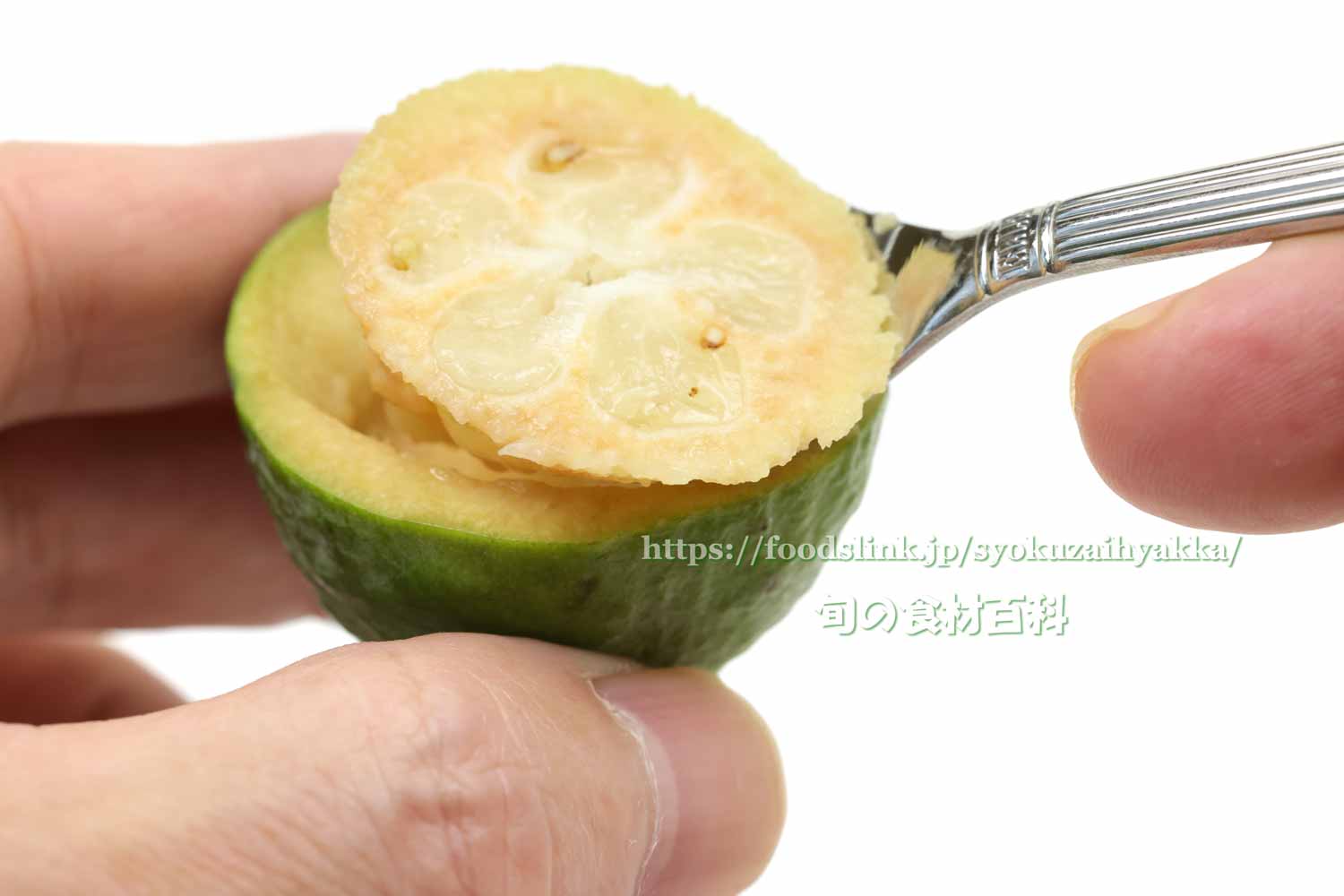 フェイジョアの育て方 - 栽培方法・品種・花など詳しく解説